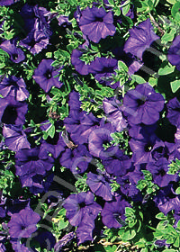 Calibrachoa Mini Famous 'Dark Blue'